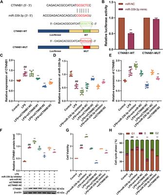 Long Non-Coding NONRATG001910.2 Promotes the Proliferation of Rat Mesangial Cell Line HBZY-1 Through the miR-339-3p/CTNNB1 Axis